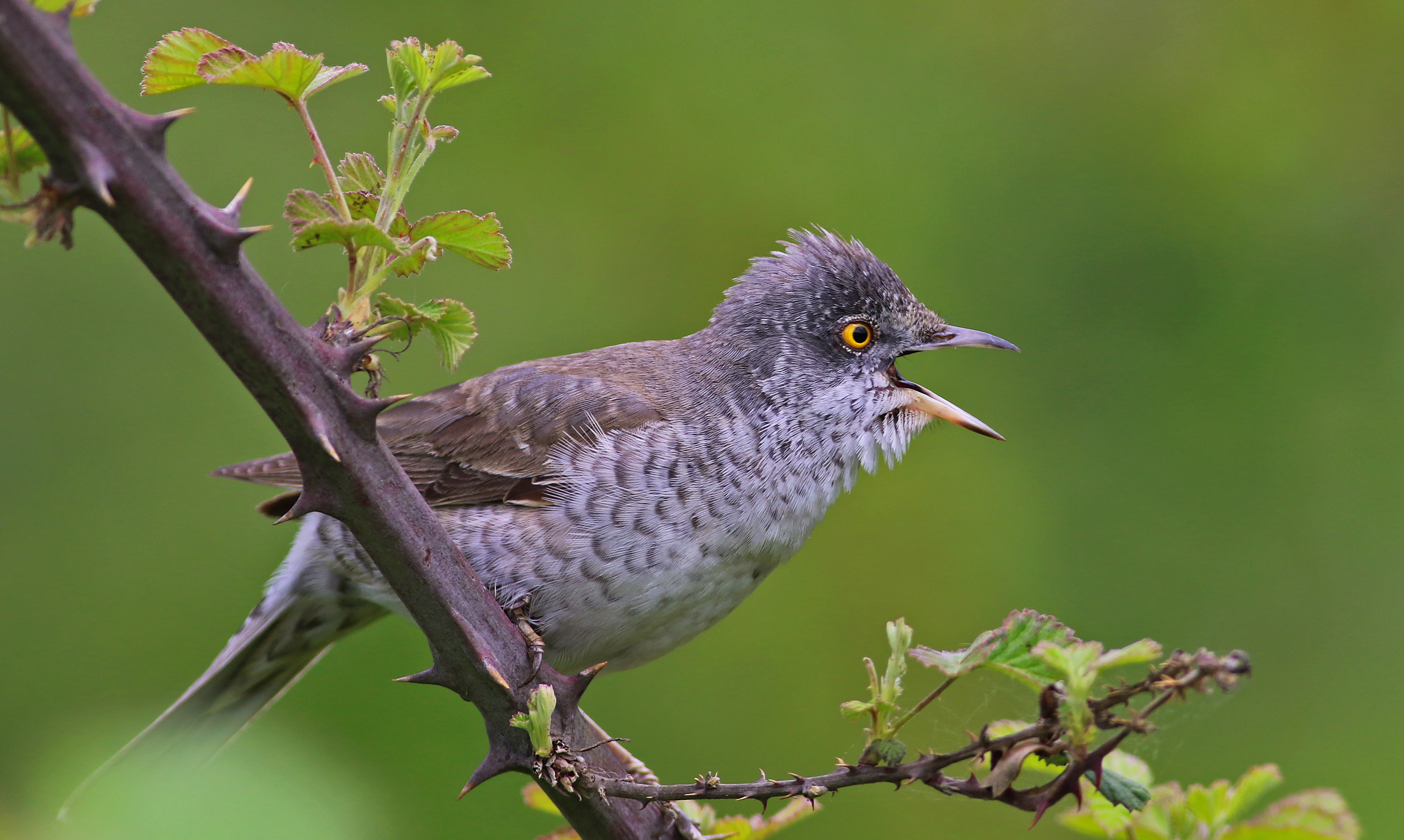 Barred Warbler